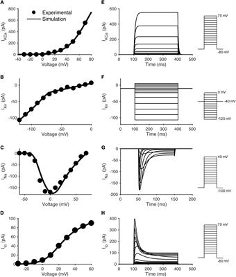 In silico Cell Therapy Model Restores Failing Human Myocyte Electrophysiology and Calcium Cycling in Fibrotic Myocardium